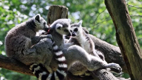 Ring-tailed lemur catta close up Stock Footage 247486172