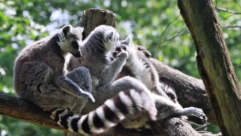Ring-tailed lemur catta close up Stock Footage 290518047