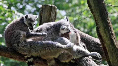 Ring-tailed lemur catta close up Stock Footage 290769329