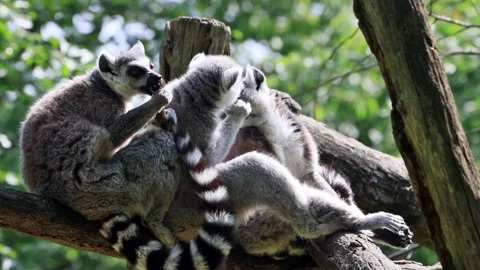Ring-tailed lemur catta close up Stock Footage 290775315