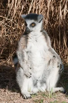 Ring-tailed lemur catta Stock Photos