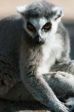 Ring-tailed lemur catta Stock Photos