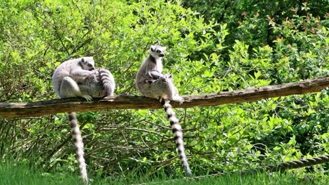 Ring-tailed lemur catta in a tree Stock Footage 244265676