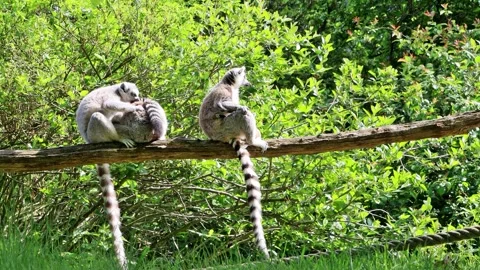 Ring-tailed lemur catta in a tree Video stock 244296369