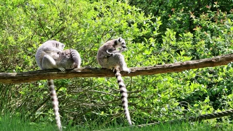 Ring-tailed lemur catta in a tree Stock Footage 246230477