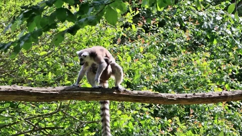 Ring-tailed lemur catta in a tree Stock Footage 246230641