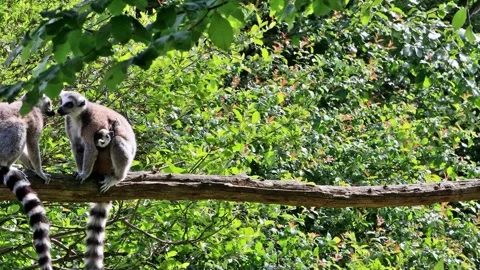 Ring-tailed lemur catta in a tree Stock Footage 246257395