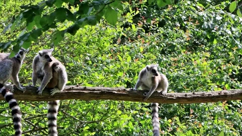 Ring-tailed lemur catta in a tree Video stock 246261673