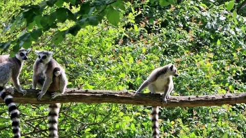 Ring-tailed lemur catta in a tree Stock Footage 261983224