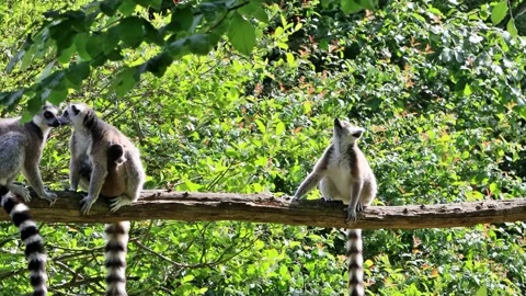 Ring-tailed lemur catta in a tree Stock Footage 261983437