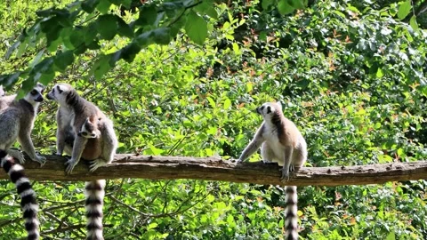 Ring-tailed lemur catta in a tree Stock Footage 261983467