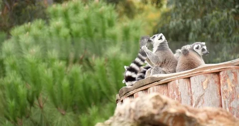 Ring-tailed lemur cleaning her tail in the outdoor. Stock Footage 120355600