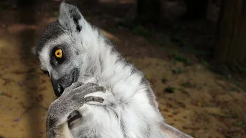 Ring tailed lemur cleaning his Ffingers by licking them, close up view Stock Footage 232006741
