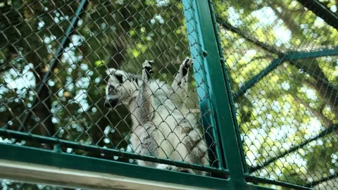 Ring-tailed lemur climbing a green metal fence in its enclosure at Belgrade Zoo Stock Footage 342510136