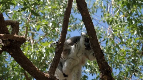 Ring-tailed lemur climbing tree Видео 106017121