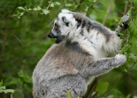 Ring tailed lemur climbing tree branch in natural green habitat Stock Photos