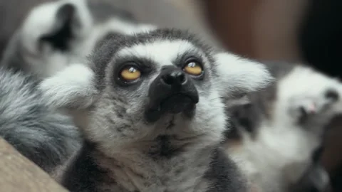 Ring-Tailed Lemur Close-Up, Calm Gaze, Tilted Head Stock Footage 342572381