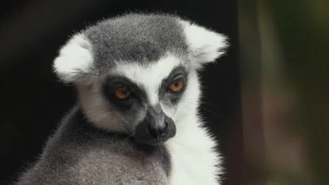 Ring-Tailed Lemur Close-Up, Head Tilted, Turning Gaze, Dark Background Stock Footage 342572379