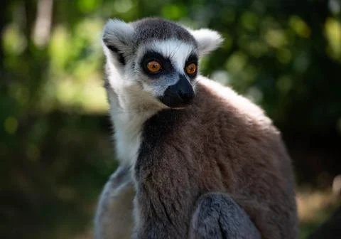Ring tailed lemur close up portrait looking back in lush forest background Stock Photos