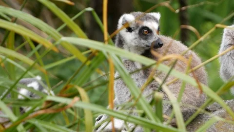 Ring-tailed Lemur close up, sitting behind swaying grass, looking about Stock Footage 117135058