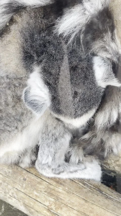 Ring Tailed Lemur Close Up Wildlife Animal Portrait Natural Scene Vídeo Stock 333782414