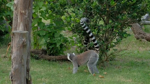 Ring-tailed lemur cocked its tail and looked around Stock Footage 116441038