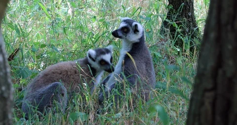Ring Tailed Lemur Couple Stock-Footage 94373635