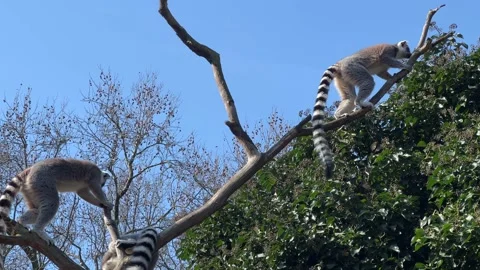Ring-tailed lemur. Cute and funny lemurs against the blue sky. 4K Stockbeeldmateriaal 236414964