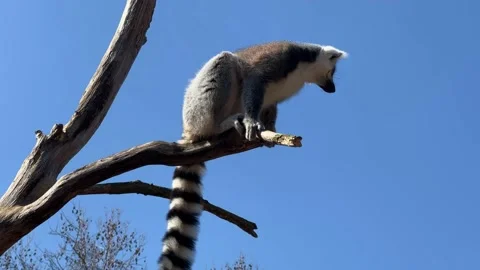Ring-tailed lemur. Cute and funny lemurs against the blue sky. 4K Видео 236415269