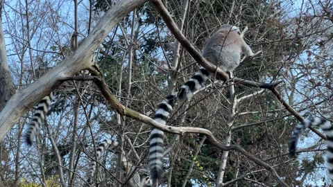 Ring-tailed lemur. Cute and funny lemurs against the blue sky. 4K Stock Footage 236415752