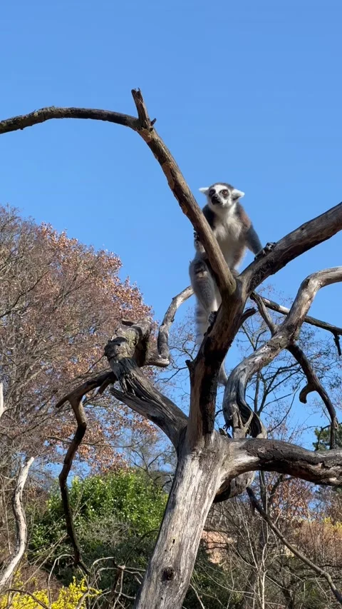 Ring-tailed lemur. Cute and funny lemurs against the blue sky. 4K Видео 236415788