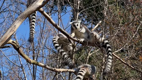 Ring-tailed lemur. Cute and funny lemurs against the blue sky. 4K 库存影片 236415884