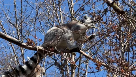 Ring-tailed lemur. Cute and funny lemurs against the blue sky. 4K Stock Footage 236416408