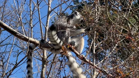Ring-tailed lemur. Cute and funny lemurs against the blue sky. 4K Stock Footage 236416440