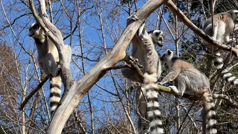 Ring-tailed lemur. Cute and funny lemurs against the blue sky. 4K 库存影片 236416946