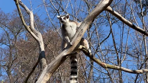Ring-tailed lemur. Cute and funny lemurs against the blue sky. 4K 库存影片 236417017