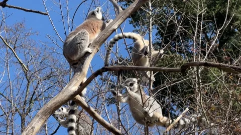 Ring-tailed lemur. Cute and funny lemurs against the blue sky. 4K Stockbeeldmateriaal 236417049