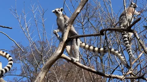 Ring-tailed lemur. Cute and funny lemurs against the blue sky. 4K Stockbeeldmateriaal 236417171