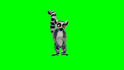Ring-tailed lemur dancing hip hop moves on a green screen. 4K Stock Footage 348006136