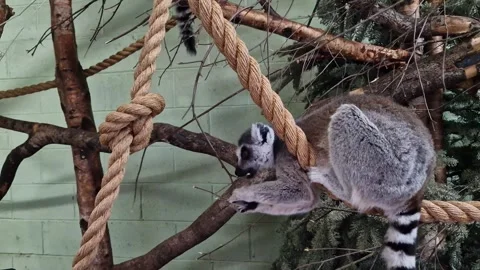 A ring-tailed lemur delicately chews on a branch. Video stock 273346922