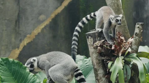 Ring-tailed lemur descending from tree trunk Stock Footage 303359229