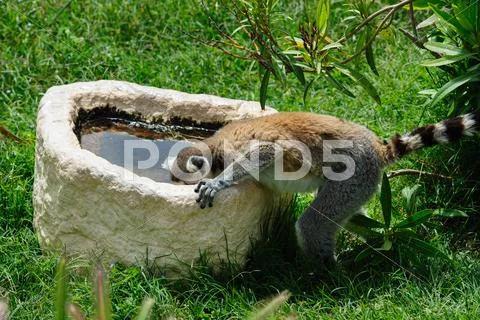 Ring-tailed Lemur drinks the water Stock Photos