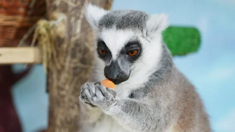Ring-Tailed Lemur Eating a Carrot Stock Video Pond5