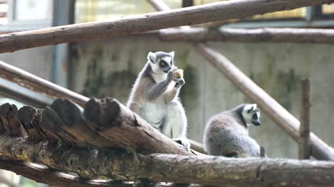 Ring-tailed lemur eating close-up scene Stock Footage 255686439