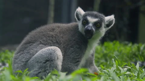 Ring Tailed Lemur Eating Grass Then Looking Around Close Up Vídeos de archivo 328306667