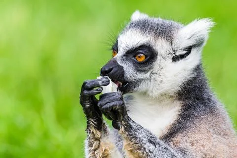 Ring-tailed lemur eating Stock Photos