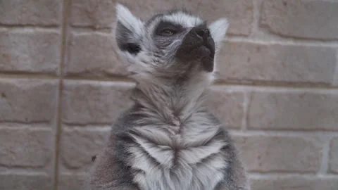 Ring-Tailed Lemur Eating a Slice of Apple Stock Footage 342842280