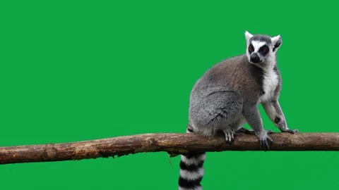 Ring tailed lemur eats on green screen Stock Footage 212109945