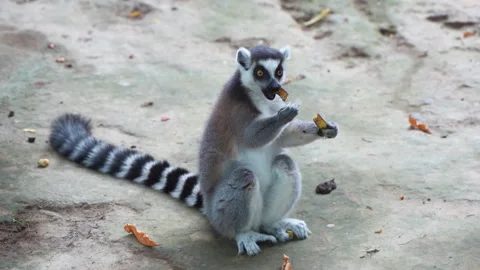 Ring-tailed lemur eats on the ground Stock Footage 255660070