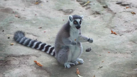 Ring-tailed lemur eats on the ground Video stock 255686638